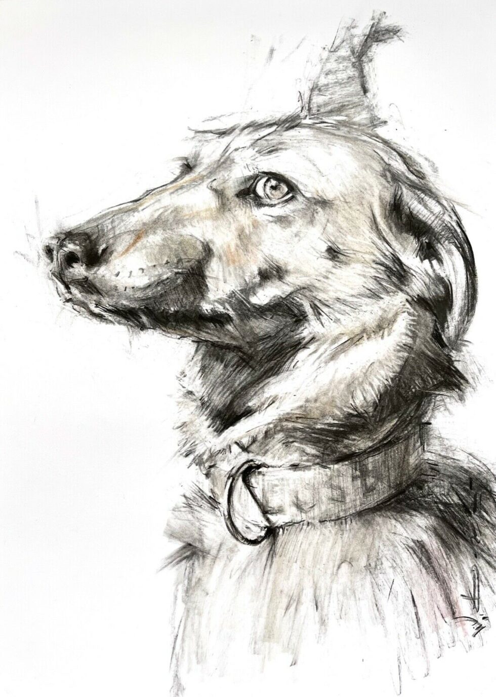 ORIGINAL-charcoal-drawing-on-paper-signed-by-artist-A3-118-x-165-inches-dog-275164820968